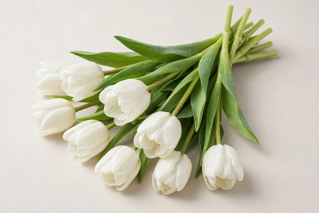 Tulip Collective - Royal Virgin 37cm 30gr S2- (50 STEMS / BX)