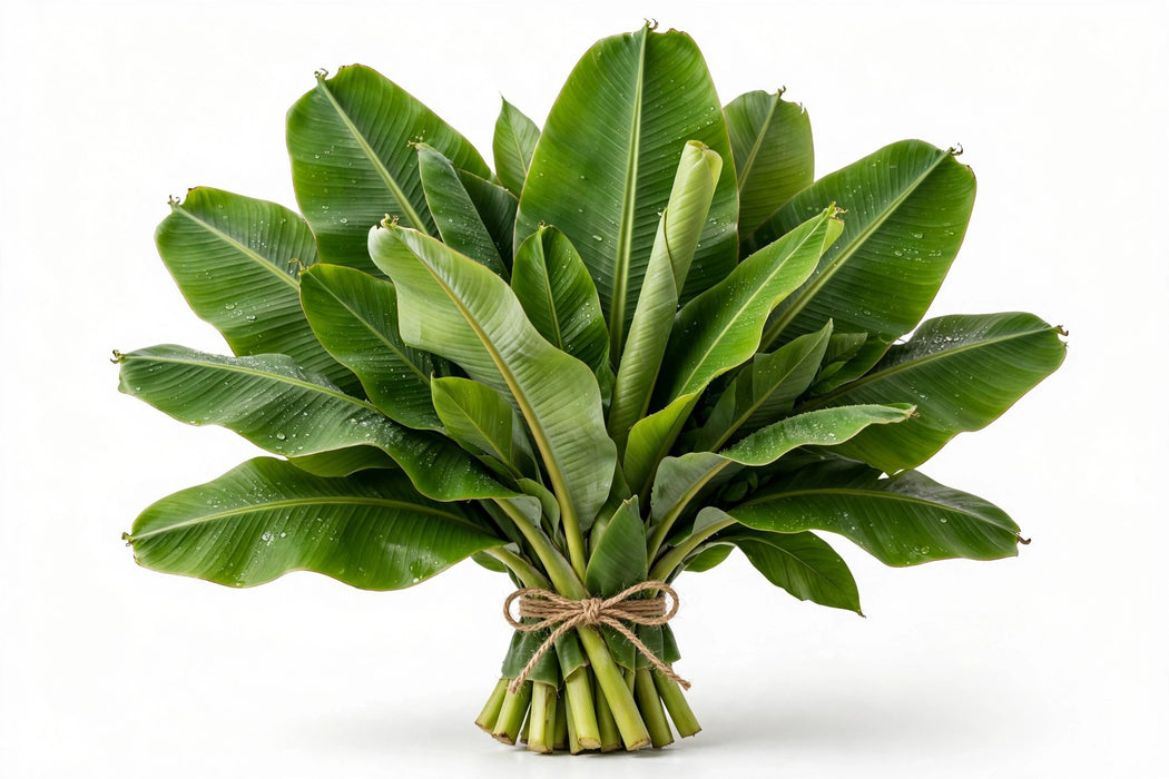 Banana Leaves - 60 Stems/Box