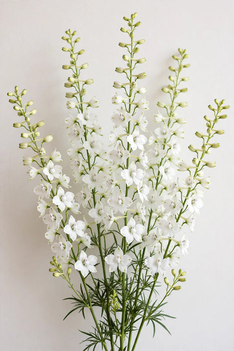Next Day Delivery - LARKSPUR WHITE 90cm 10st - White - 120 Stems [Limited]