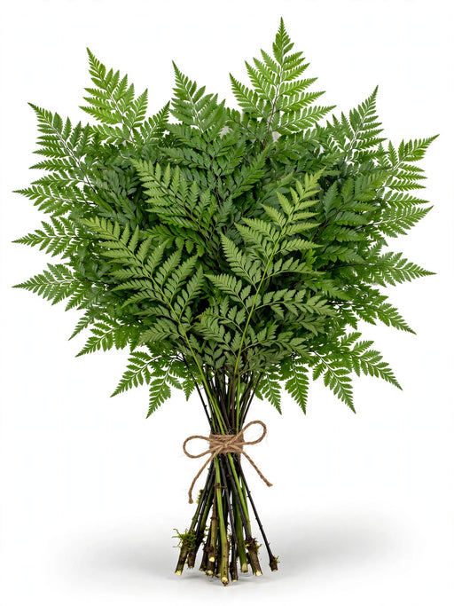 Cleopatra Fern - 15 Bunches/Box