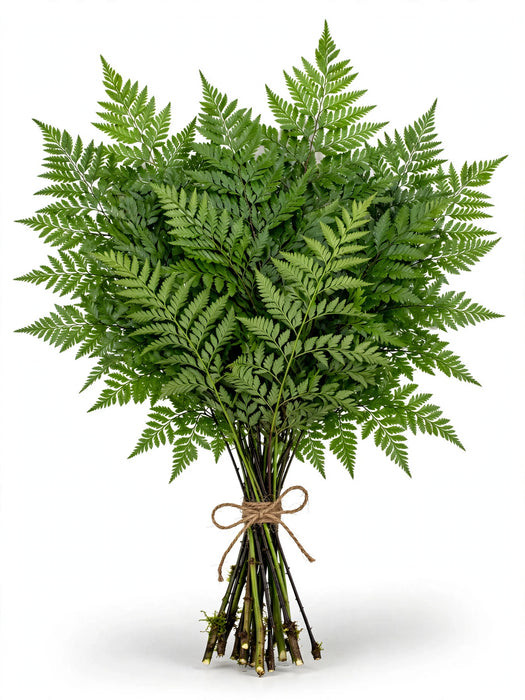 Cleopatra Fern - 15 Bunches/Box