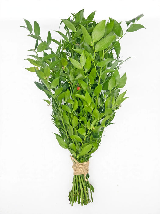 Ruscus Italy 200GR. 35BU/BX 100CM