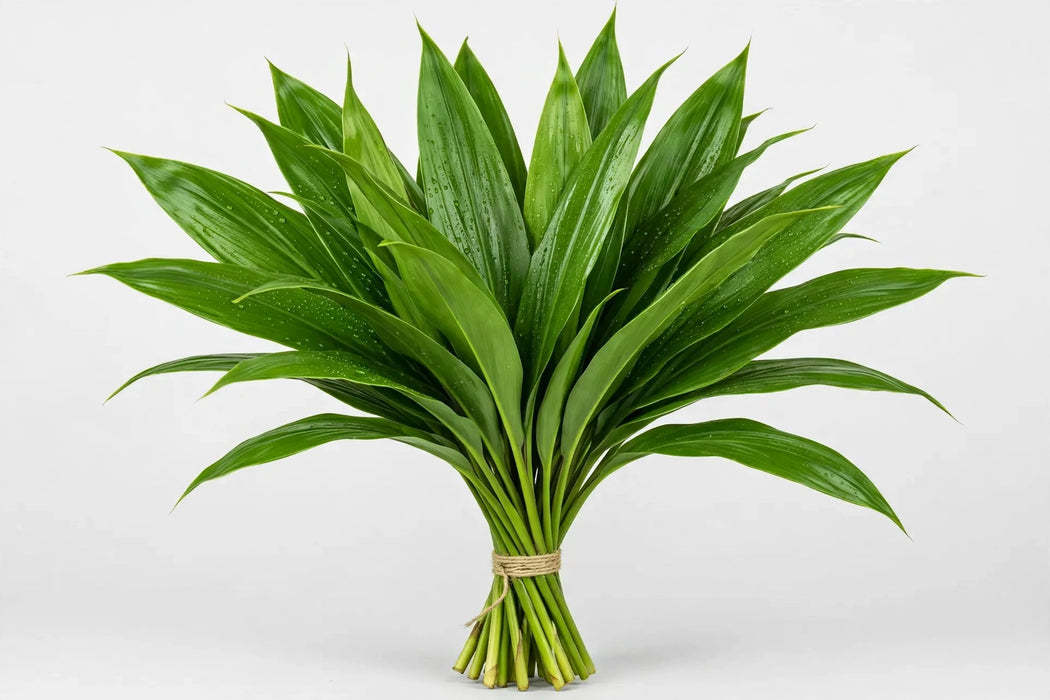 Ti Leaves Green - 15 Bunches/Box