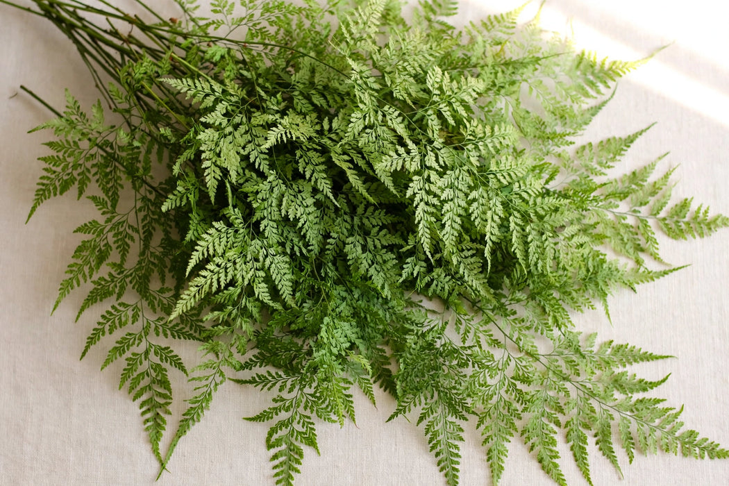 Next Day Delivery - Davalia Fern 100ST/BX
