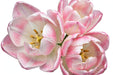Tulip Collective - Dyed Gipsy Grey 37Cm 35Gr - Bicolor Pink-White - 150 Stems