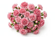 Next Day Delivery - CARNATION BERNARD SELECT 70cm 25st - Pink - 200 Stems [LIMITED]