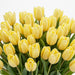 Tulip Collective - Dyed Sunshine 37Cm 35Gr - Light Yellow - 150 Stems