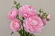 Ranunculus Flower Collection - Butterfly Ranunculus Europe Pink 40-50CM (120 STEMS / BX)