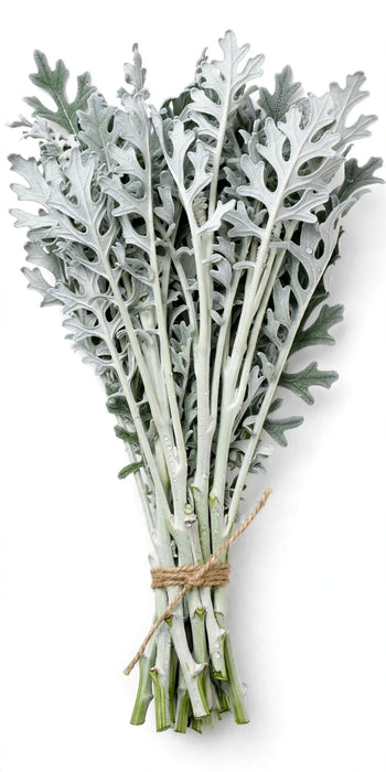 Dusty Miller 50cm (10st) - 10 Bunches/Box