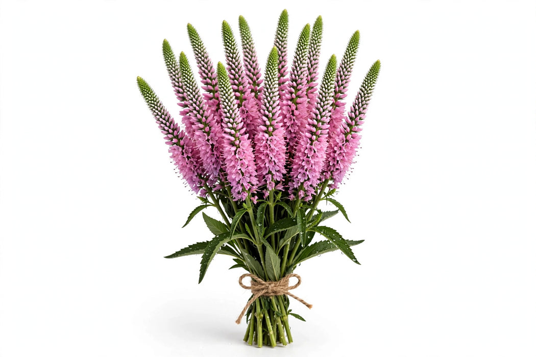Veronica Pink 60cm - 12 Bunches/Box