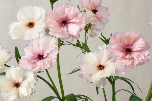 Ranunculus Flower Collection - Butterfly Ranunculus Assorted 10 Ariadne + 30 Eris + 20 Graces + 40 Lycia+ 10 Mussa + 10 Phosphorus 40-50CM (120 STEMS / BX)