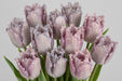 Tulip Collective - Dyed Fringed Grey Pink 37Cm 35Gr - 150 Stems
