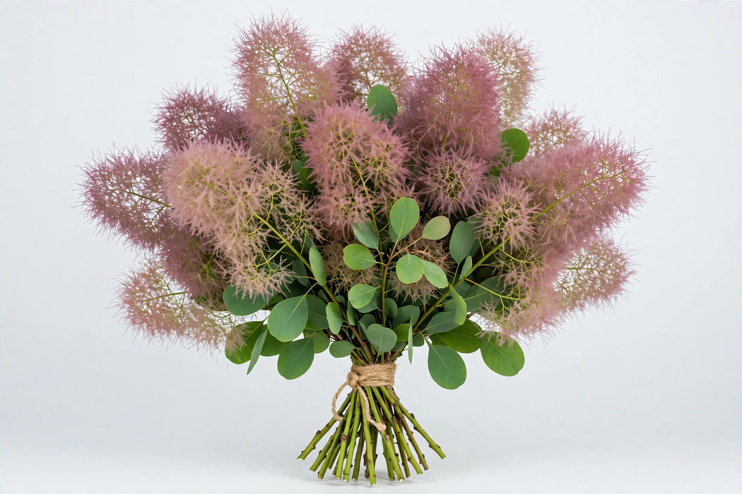 Cotinus 80cm 5st - 10 Bunches/Box