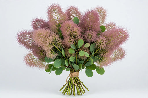 Cotinus 80cm 5st - 10 Bunches/Box