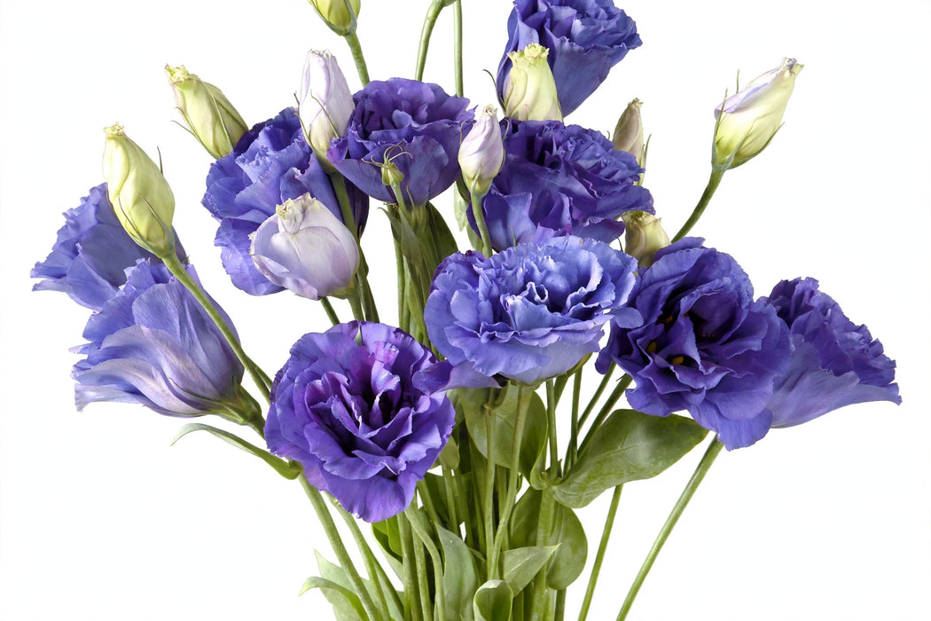Next Day Delivery - LISIANTHUS BALBOA BLUE 70cm 4-6 BL 10st - Purple - 80 Stems [LIMITED]