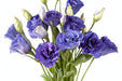 Next Day Delivery - LISIANTHUS BALBOA BLUE 70cm 4-6 BL 10st - Purple - 80 Stems [LIMITED]