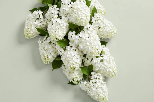 Hydrangea Royal Princess 80CM 18CM - White - 30 Stems