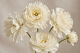Ranunculus Flower Collection - Butterfly Ranunculus Graces White - Cream 50-60CM (120 STEMS / BX)