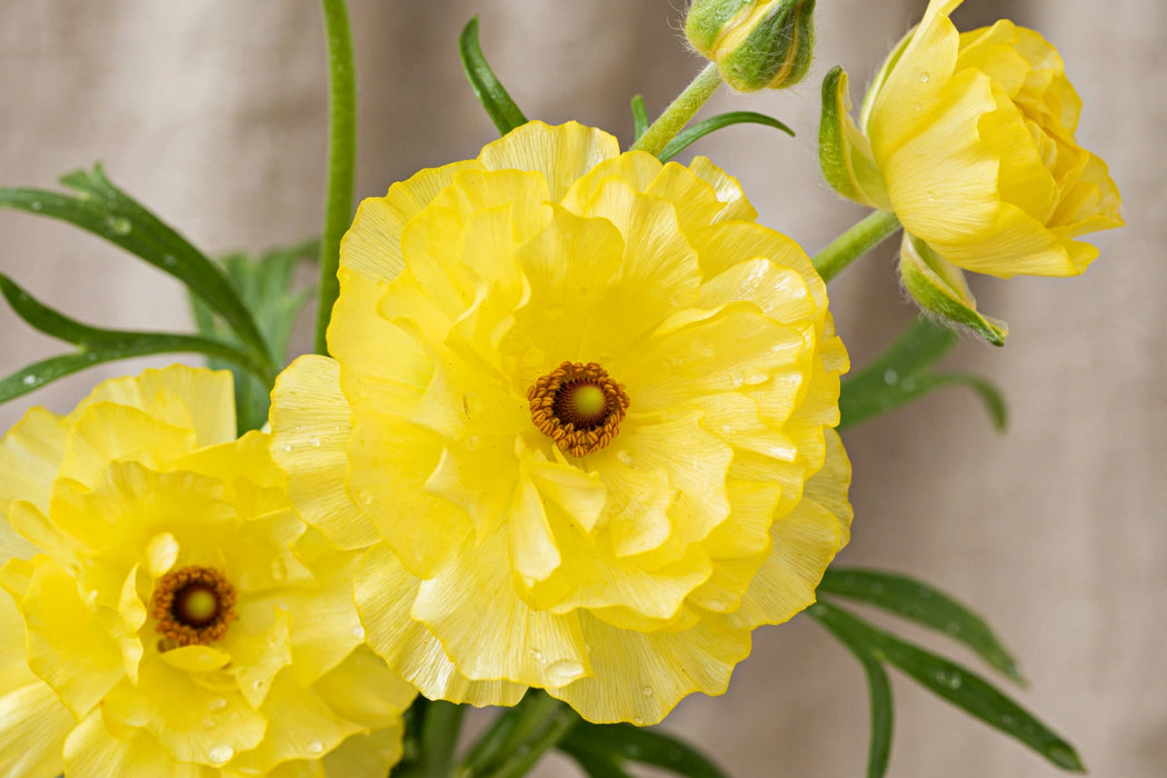 Ranunculus Flower Collection - Butterfly Ranunculus Phytalos Yellow 60-70CM (120 STEMS / BX)