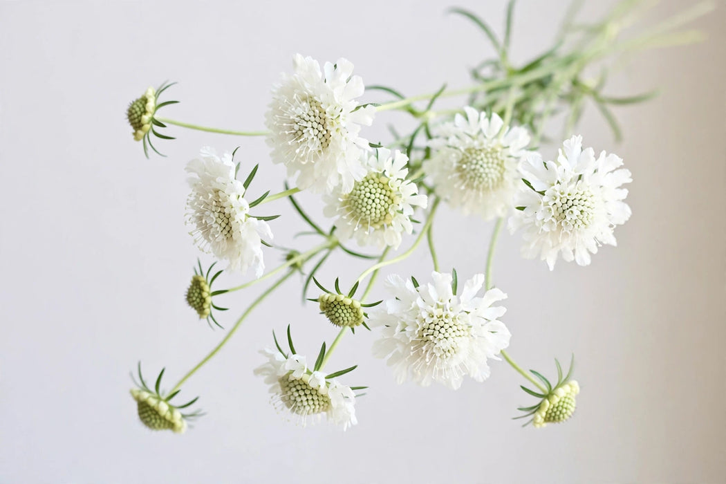 Next Day Delivery - SCABIOSA FOCAL WHITE 60cm 10st - White - 120 Stems [Limited]