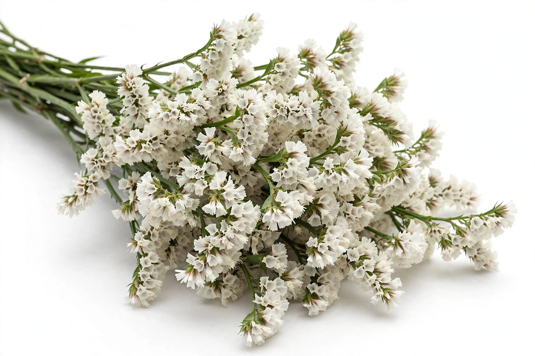 Next Day Delivery - STATICE WHITE 60cm 10st - White - 120 Stems [LIMITED]