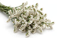 Next Day Delivery - STATICE WHITE 60cm 10st - White - 120 Stems [LIMITED]