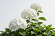 Hydrangea Royal Princess 80CM 18CM - White - 10 Stems