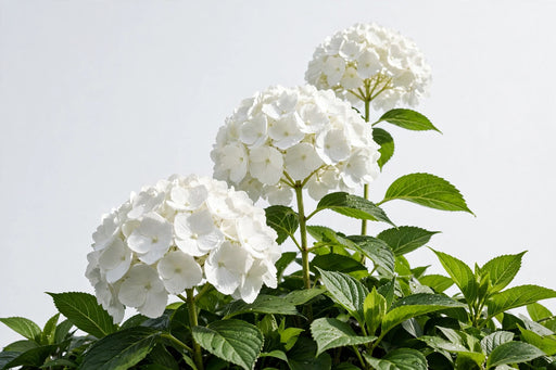 Hydrangea Royal Princess 80CM 18CM - White - 10 Stems