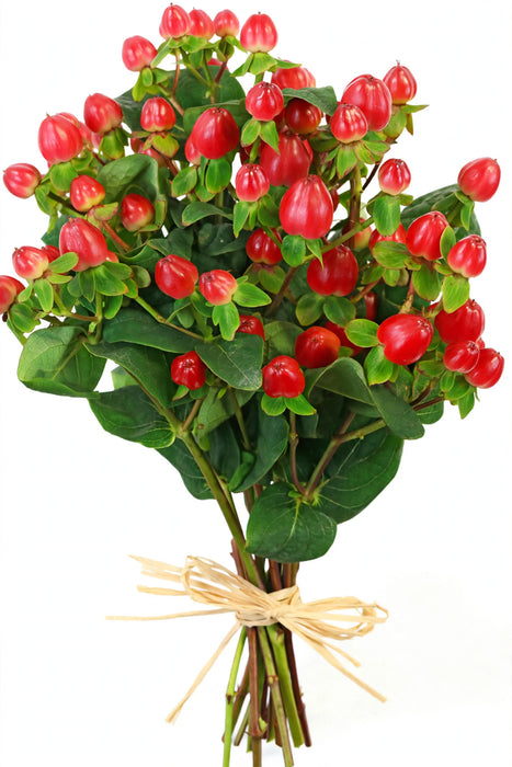 Hypericum Coco Tango 60cm - 8 Bunches/Box