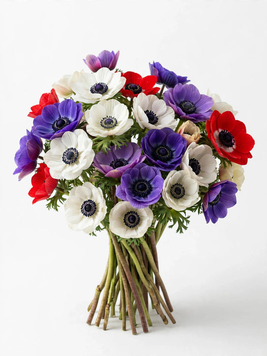 Next Day Delivery - Anemones Assorted 30-40 cm - 140 Stems [LIMITED]