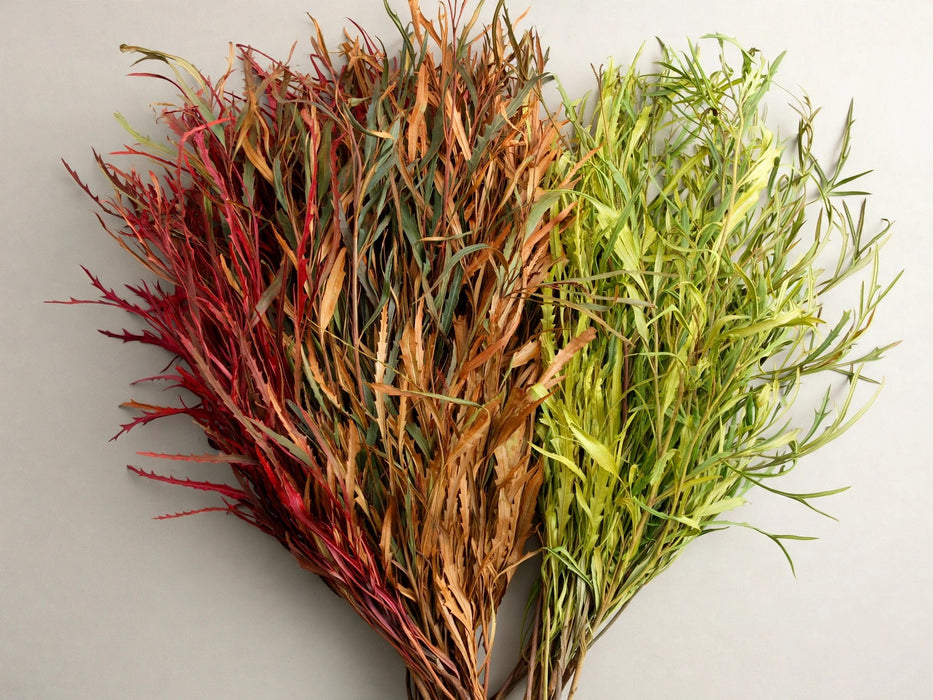 Grevillea Fall Mix - 20 Bunches / Box (Mix & Match)