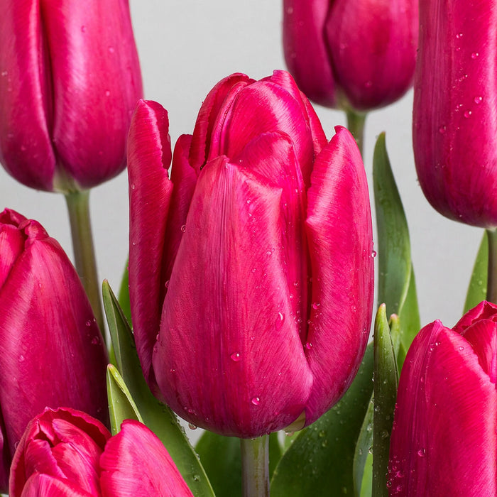 Tulip Collective - Puma 42Cm 50Gram - Cerise - 150 Stems