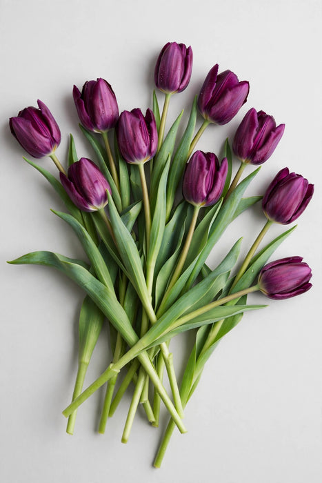 Tulip Collective - Bullit 37cm 35gr (50 STEMS / BX)