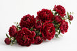 Next Day Delivery - Peonies Red Diana Parks 50-60 cm - 70 Stems [LIMITED]