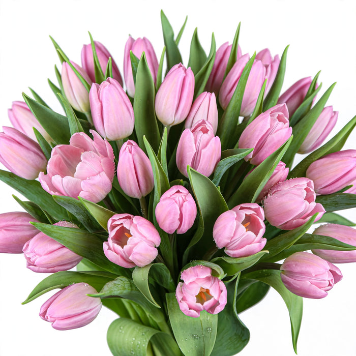 Tulip Collective - Tresor 37Cm 35Gr - Pink - 150 Stems