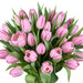 Tulip Collective - Tresor 37Cm 35Gr - Pink - 150 Stems