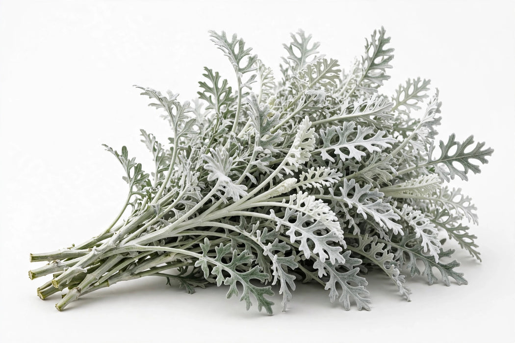 Next Day Delivery - DUSTY MILLER 60cm 10st - Silver - 100 Stems [LIMITED]