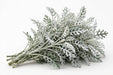 Next Day Delivery - DUSTY MILLER 60cm 10st - Silver - 100 Stems [LIMITED]