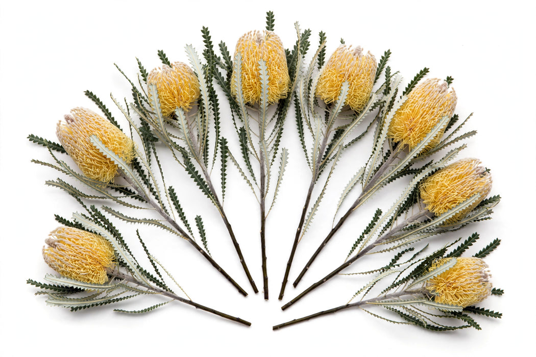 Next Day Delivery - BANKSIA DRYANDRA 50cm 10st x150 - Yellow - 150 Stems [LIMITED]