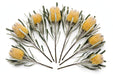 Next Day Delivery - BANKSIA DRYANDRA 50cm 10st x150 - Yellow - 150 Stems [LIMITED]