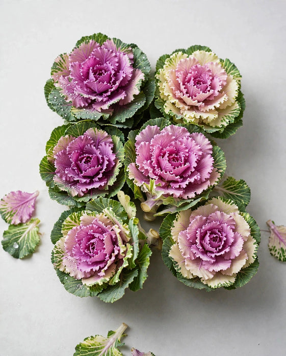 Kale Pink 50ST/BX
