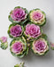 Kale Pink 50ST/BX