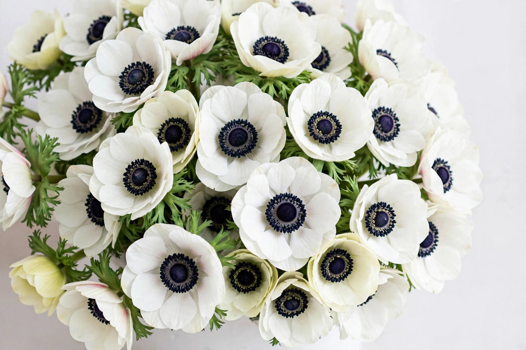Next Day Delivery - ANEMONE MARIANNE PANDA 35cm 10st - White - 120 Stems [Limited]