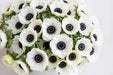 Next Day Delivery - ANEMONE MARIANNE PANDA 35cm 10st - White - 120 Stems [Limited]