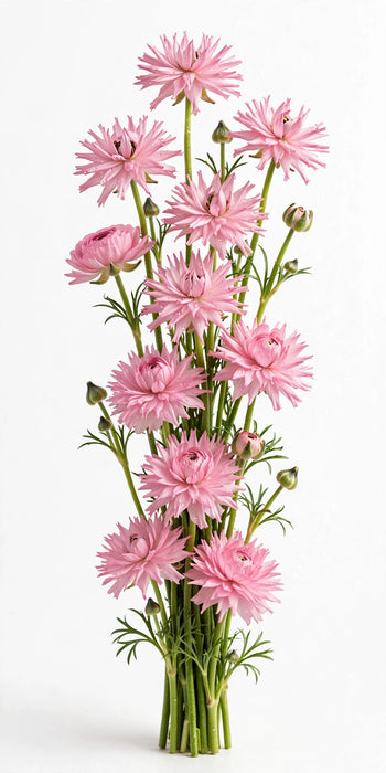 Ranunculus Flower Collection - Butterfly Ranunculus Europe Pink 50-60CM (120 STEMS / BX)