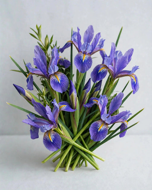 Iris Blue 60cm 120STM/BX
