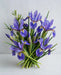 Iris Blue 60cm 120STM/BX