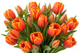 Tulip Collective - Ad Rem Ex - Orange - 150 Stems