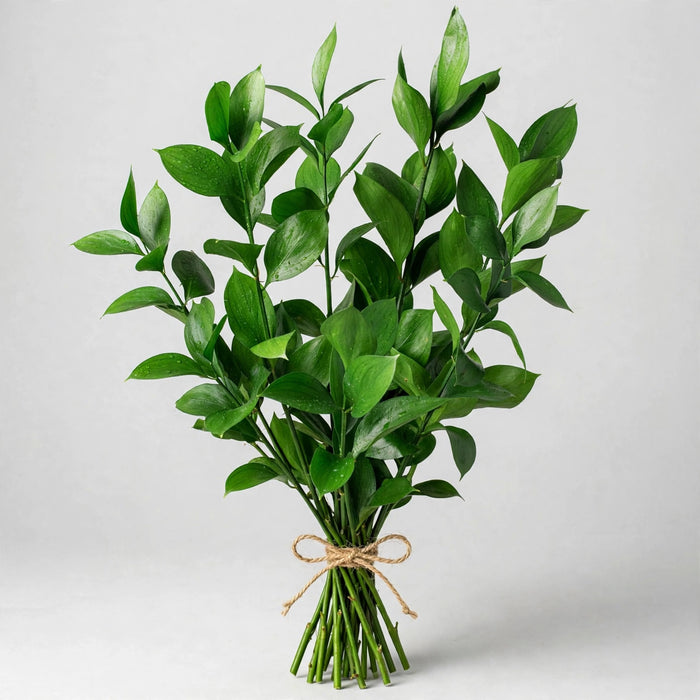Ruscus FL. Style 60CM 100BU/BX