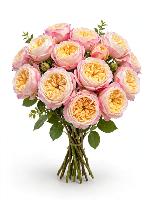 Next Day Delivery - ROSE FATIMA GARDENS 50cm 5,5cm 25st - Bicolor Pink/Yellow - 100 Stems [LIMITED]